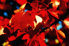 fall red